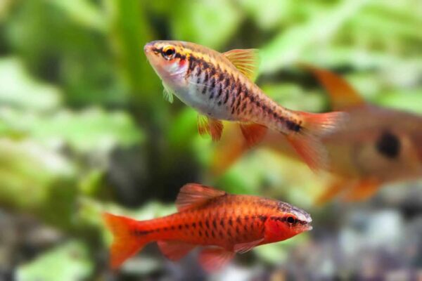 Cherry Barbs at NAFB
