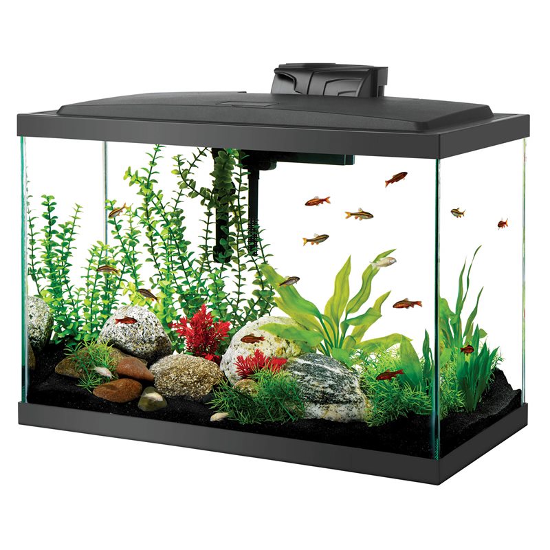Standard Glass Rectangle Aquarium 20 Gallon Long – NAFB AQUARIUM