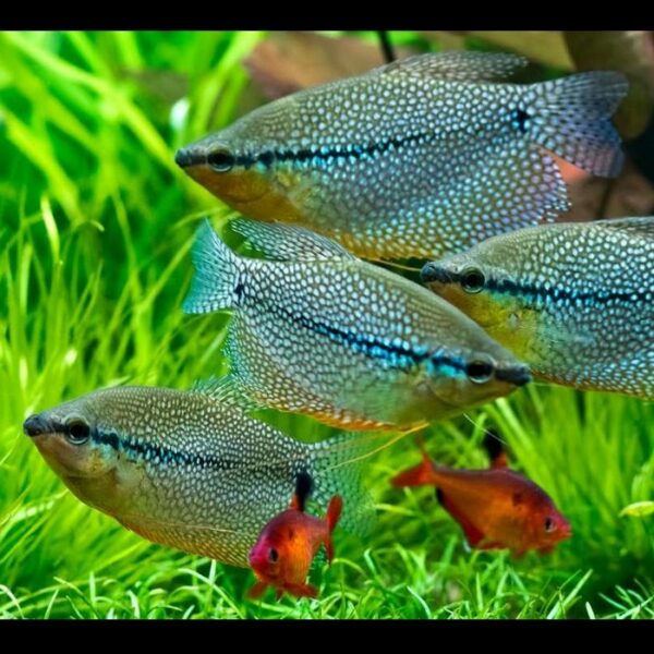 Pearl Gourami Group at NAFB