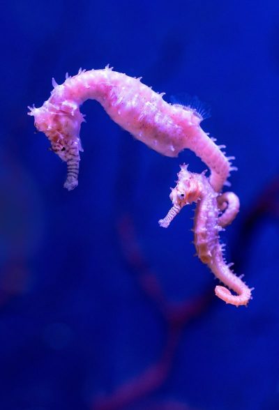 Seahorse-NABF