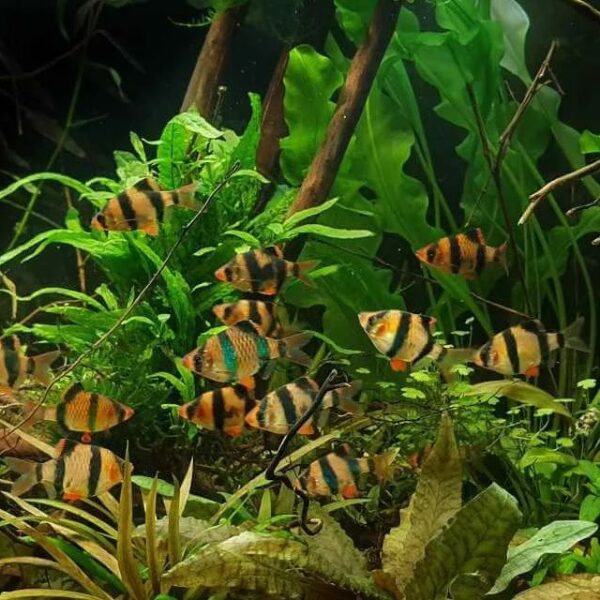 Tiger Barb School NAFB