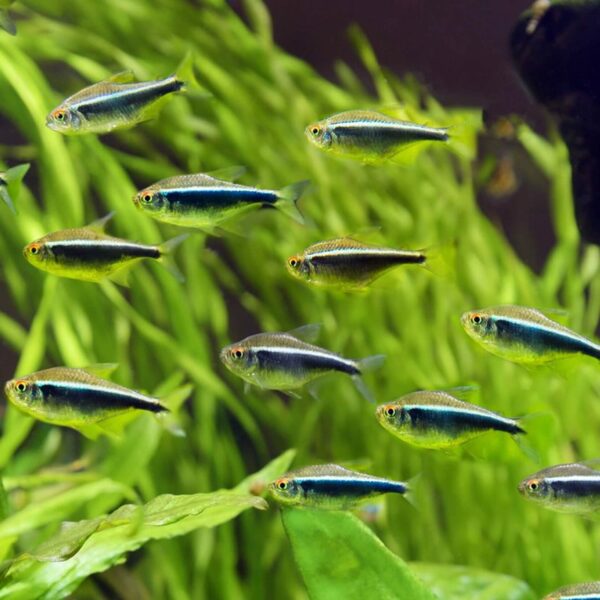 black-neon-tetra-school NAFB