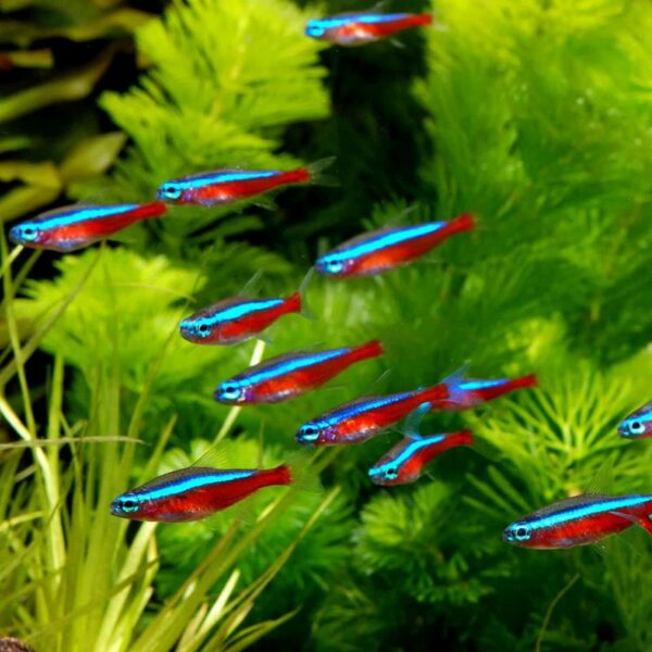 Cardinal Tetra School NAFB