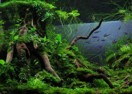 Aquascape Designs by NAFB