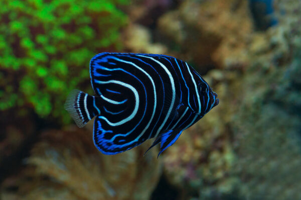 Blue Rinng Angelfish at NAFB