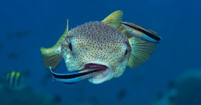 Cleaner Wrasses NAFB