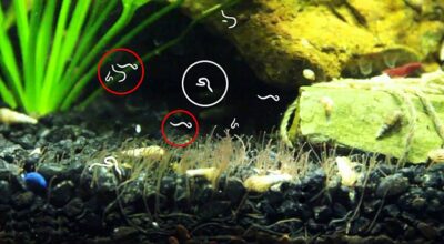 Detritus Worms In The Aquarium