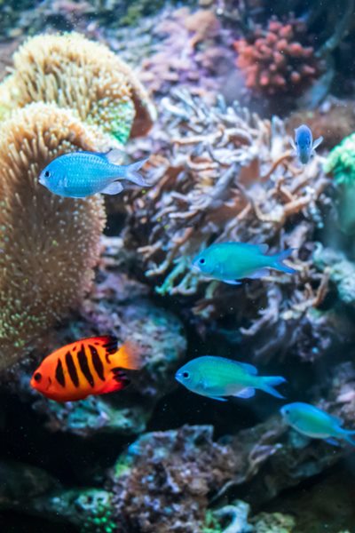 Flame Angelfish and Blue Malawi Cichlids at NAFB
