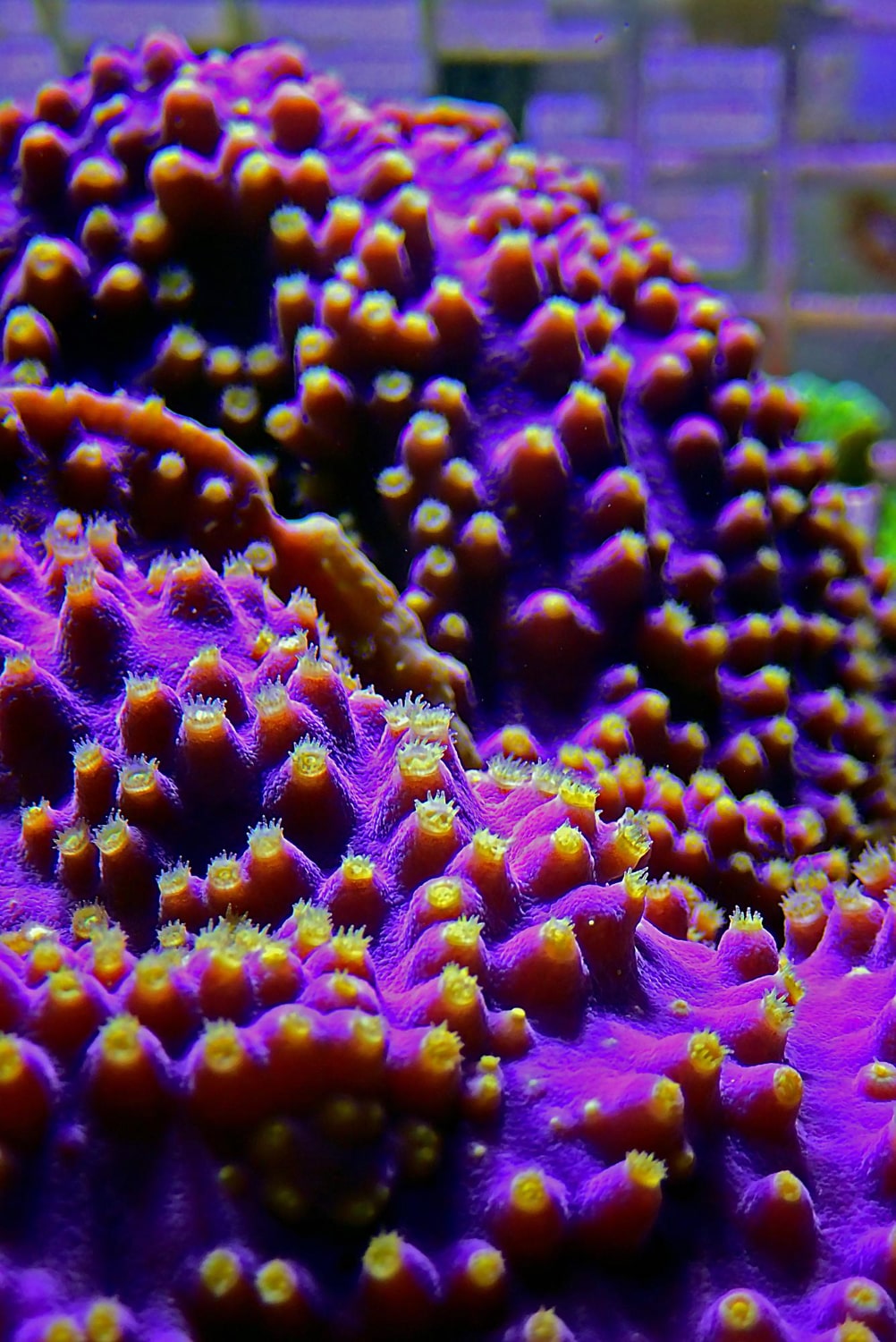 Mini Coral Reef System Installation at NAFB