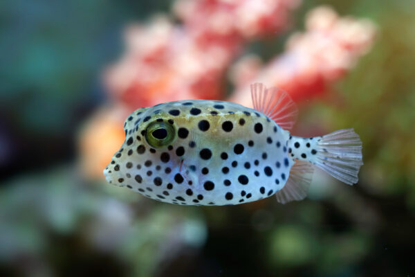 Puffer Fish at NAFB
