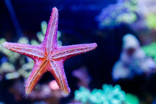 Starfish Coral Reef aquarium at NAFB