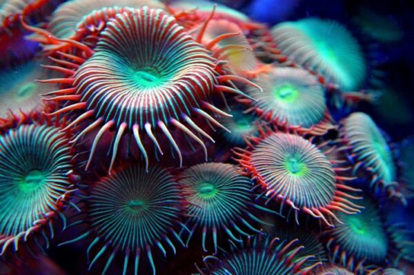 sea-anemone NAFB
