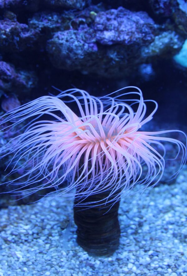 sea-anemones NAFB
