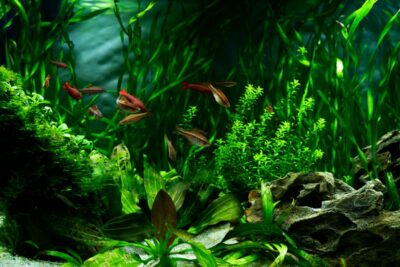 Top 5 Benefits Of Schooling Fish NAFB