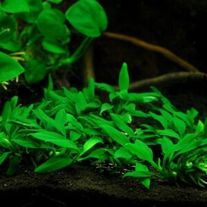 Anubias Plant NAFB