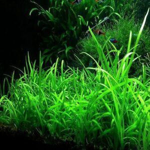Dwarf Sagittaria NAFB