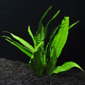 Java Fern - Microsorum pteropus NAFB