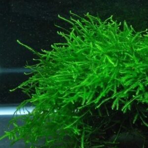 Java Moss Taxiphyllum barbieri NAFB On
