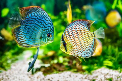 Preparing Your Aquarium for Unexpected Power Outages NAFB