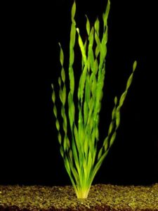 Vallisneria NAFB