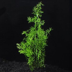 Water Sprite - Ceratopteris thalictroides NAFB