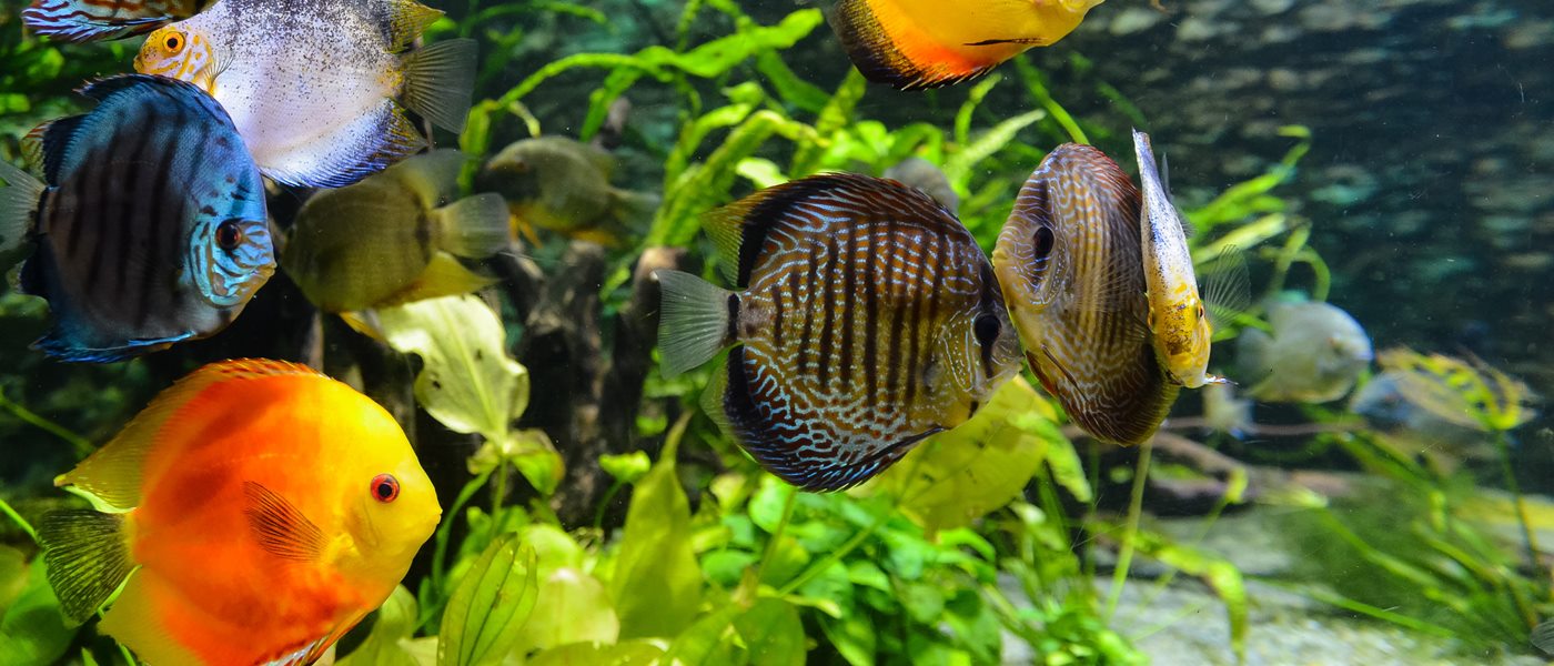 Weathering the Storm: Preparing Your Aquarium for Unexpected Power Outages NAFB